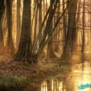 Fondo de bosque