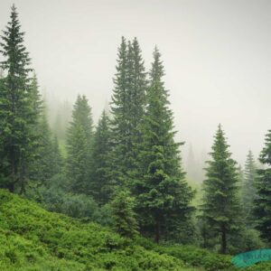 Fondo de bosque