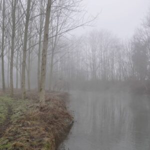 Fondo de bosque