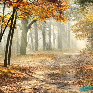 Fondo de bosque