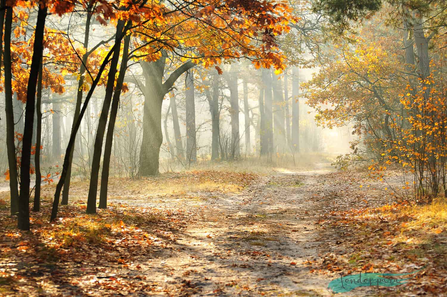 Fondo de bosque