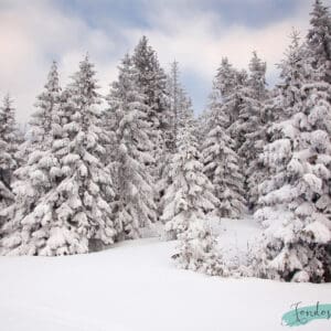 Bosque de pinos nevados