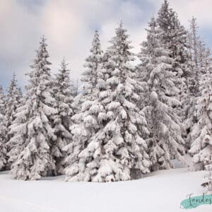 Bosque de pinos nevados